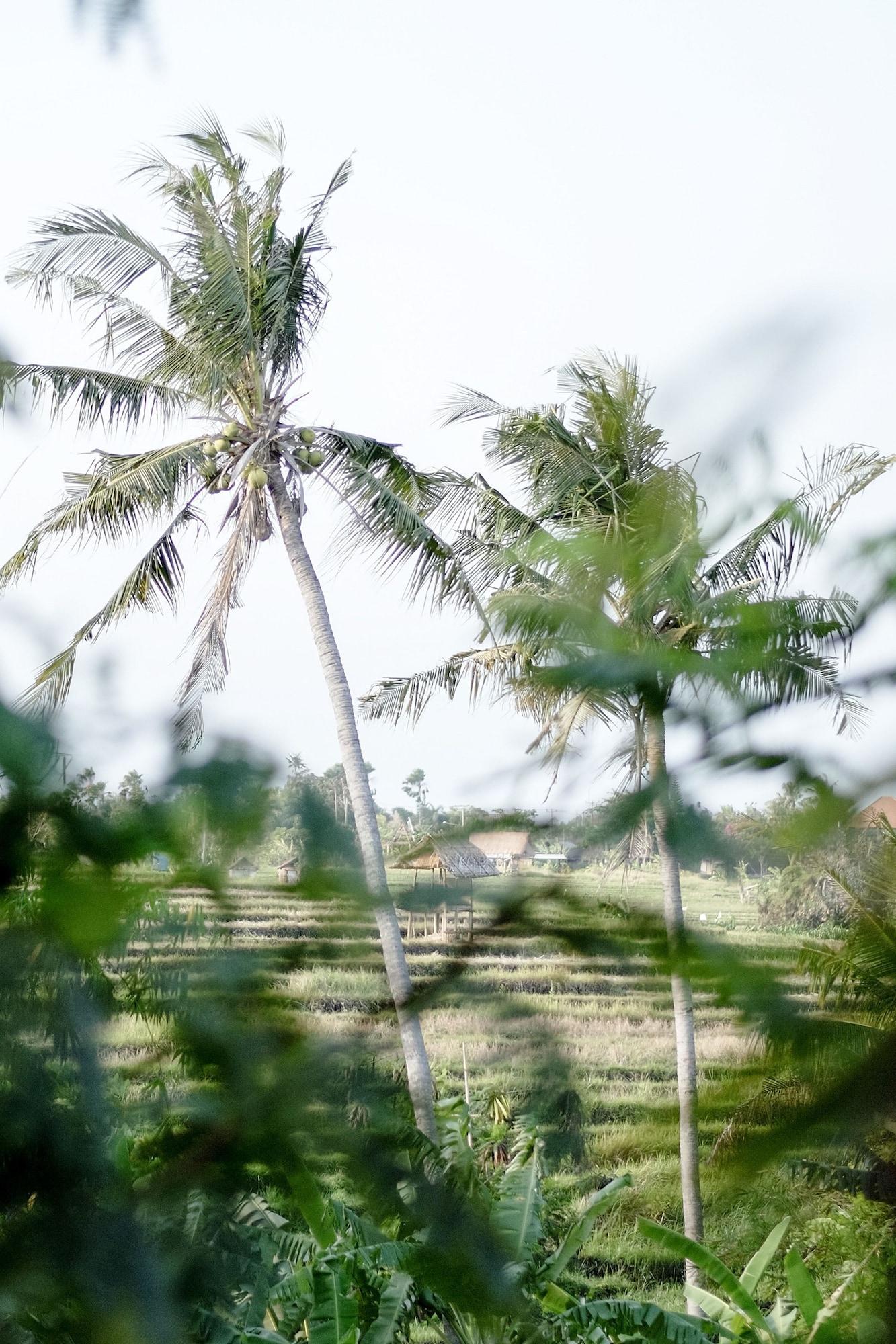 Planta Boutique Resort Canggu Zewnętrze zdjęcie